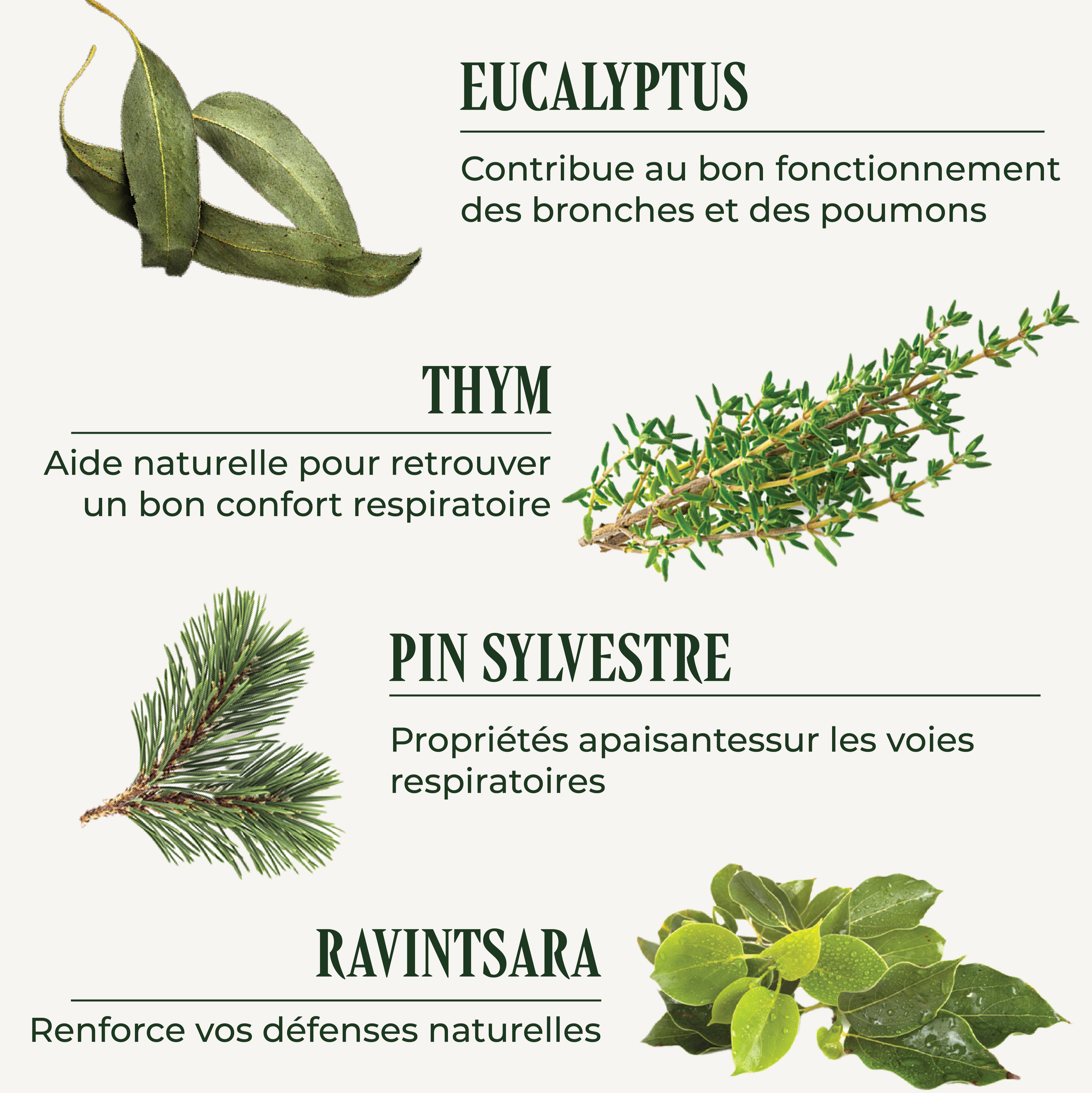 Débronches ( La sphère ORL )