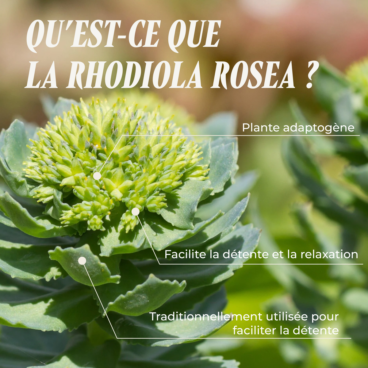 Rhodiola rosea plant (stress & mood)