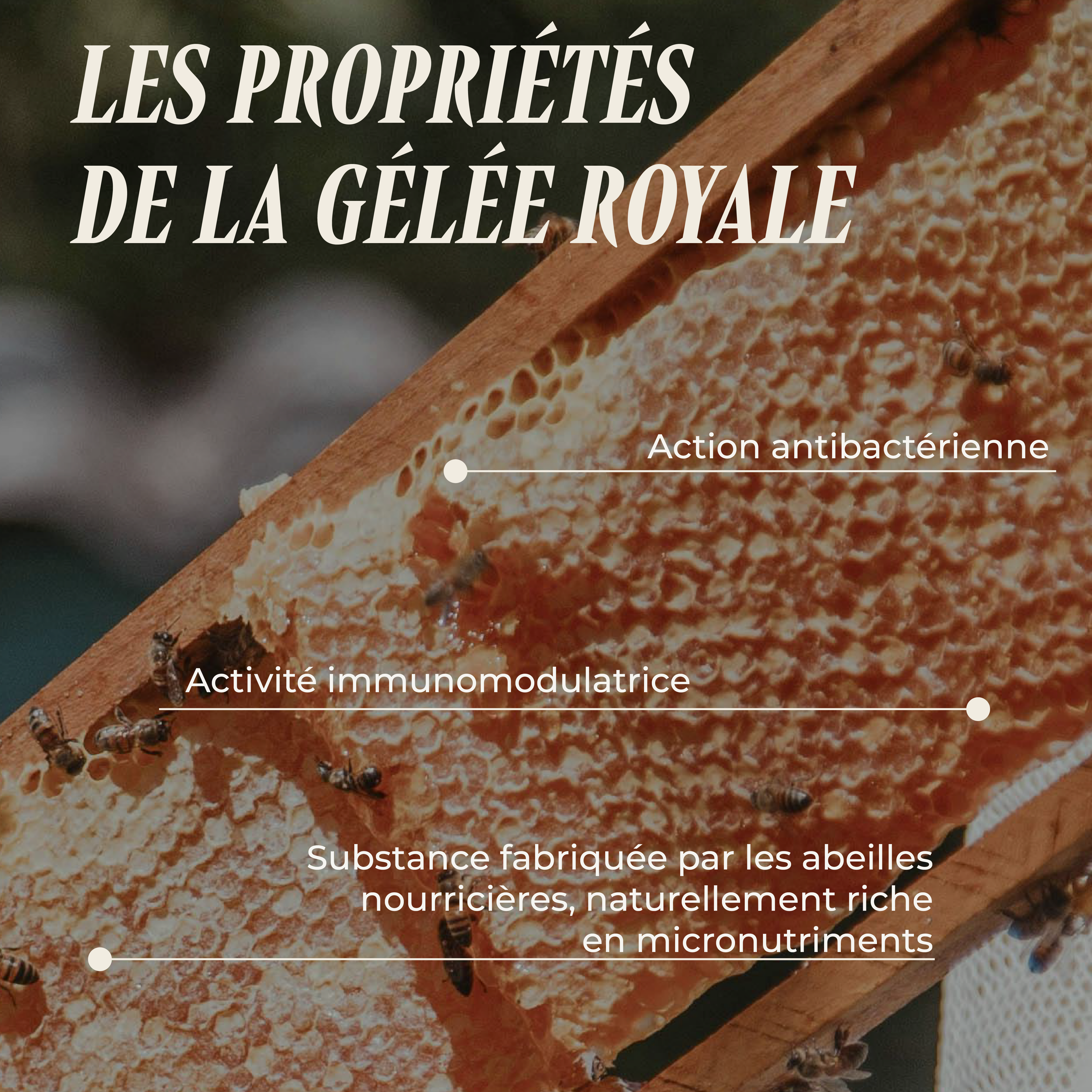 La Reine Mère (La gelee royale)