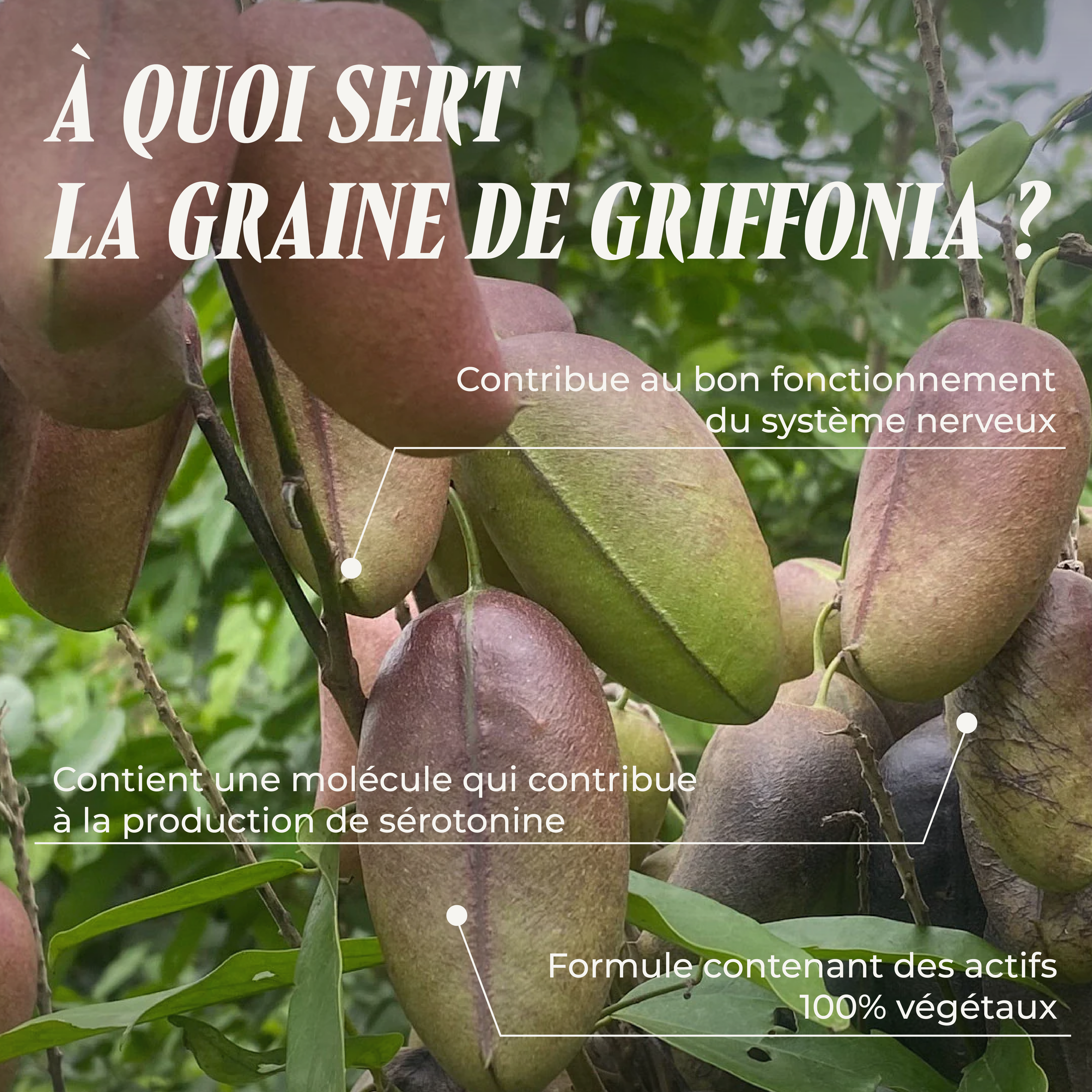 Miss Griffonia ( La relaxation )