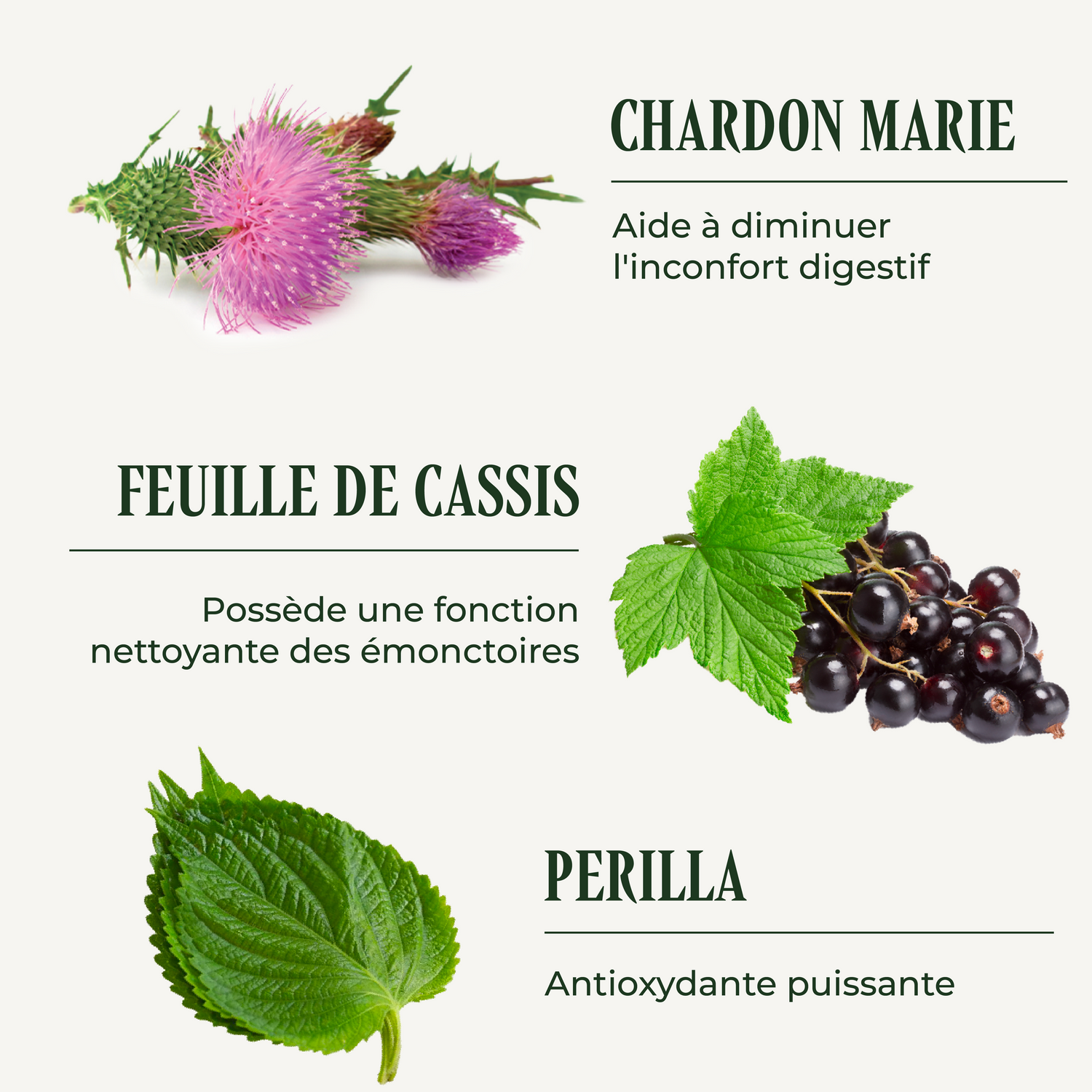 Allergotraite ( Allergie &amp; immunité )