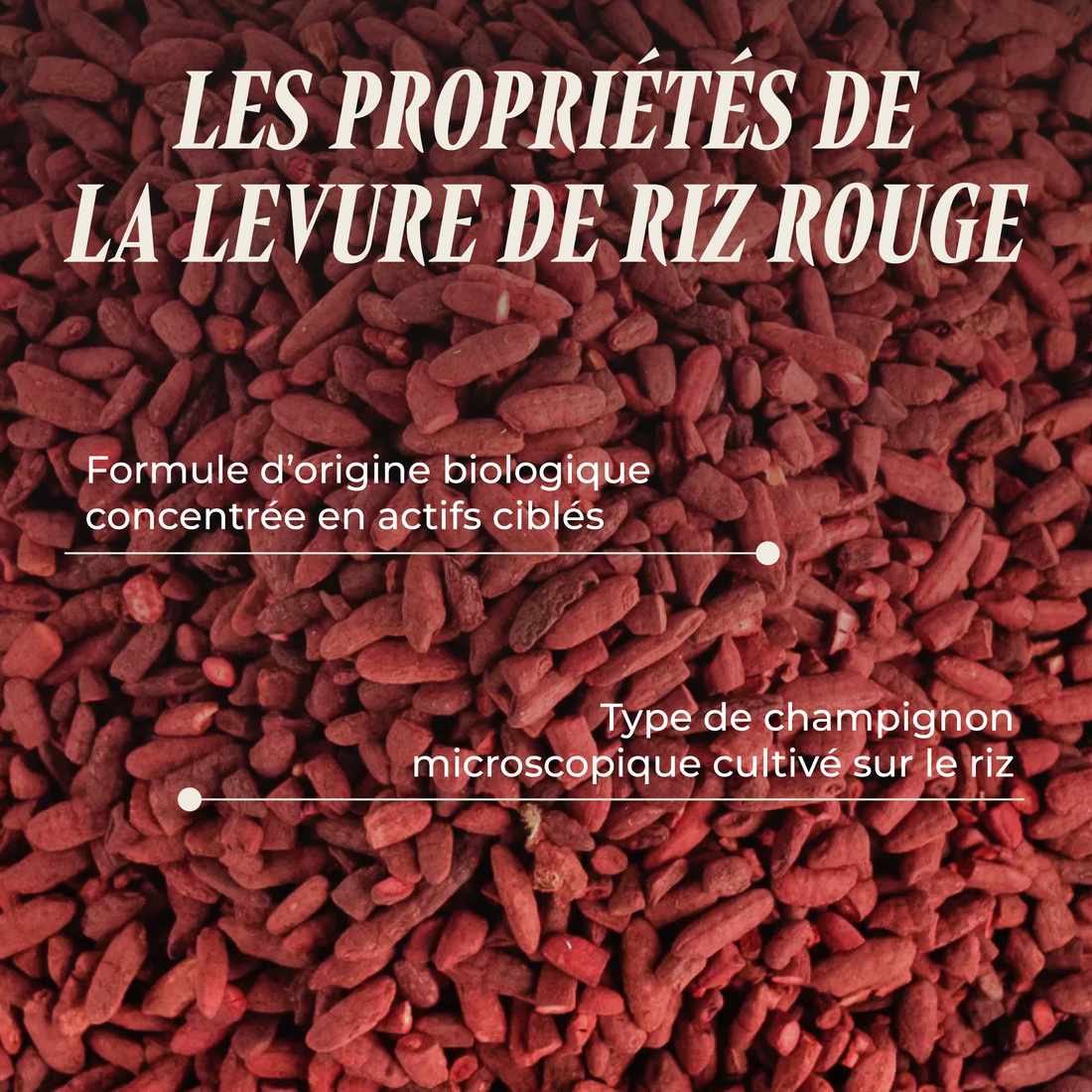 Levure de Riz Rouge ( Monacoline K)
