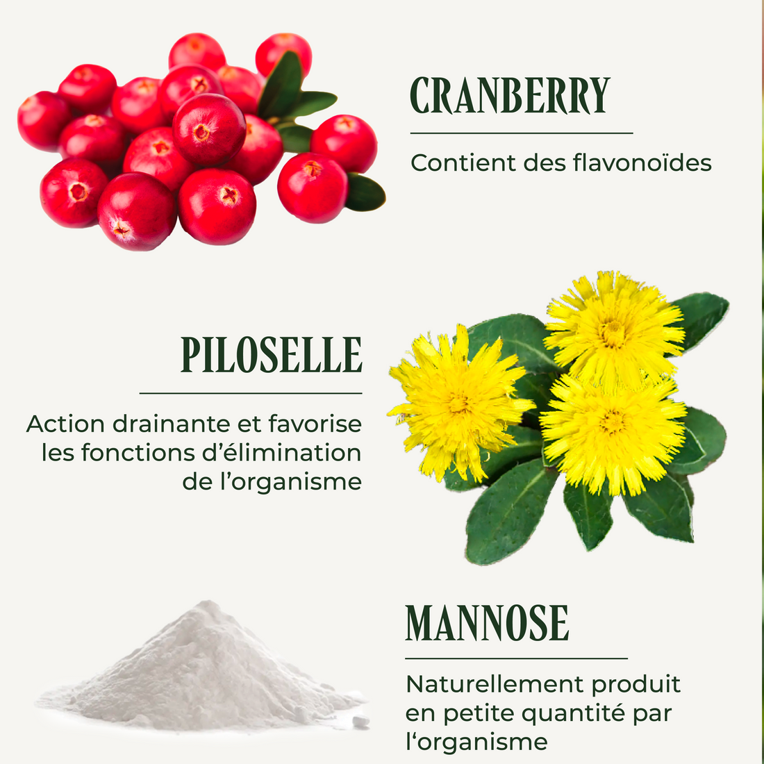 Uritraite ( Appareil urinaire )